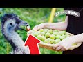 果物の収穫を手伝ってくれるエミューが賢くてかわいい