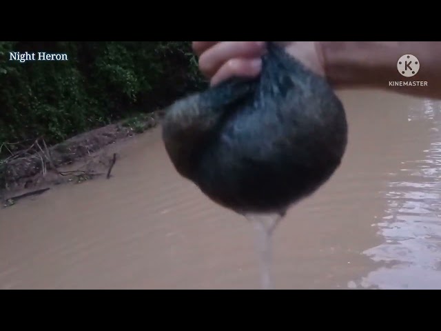 Dapat Lele Albino Saat Pasang Bubu Udang | Night Heron Channel class=