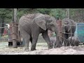 So much fun outside with the elephants