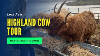 Loch Ness Highland Cow Tour | Meet and feed the highland cows!