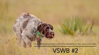 'Naughtie' CH Afterhours Wirewick Naughtie Dreams VSWB Submission (2/2) by Afterhours Kennel 23 views 2 years ago 37 seconds