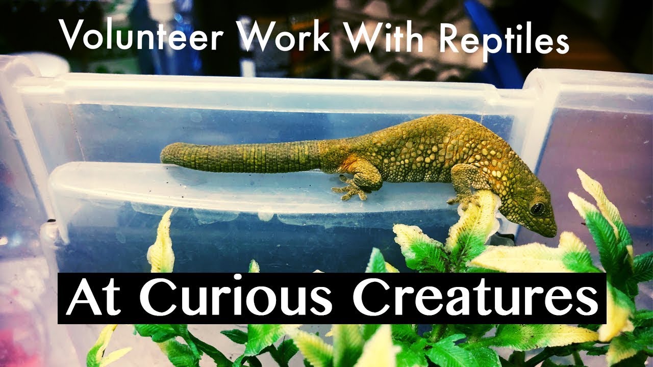 Volunteering at a Reptile Shop! 100's of Reptiles! - YouTube