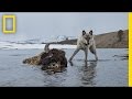 Photographing the Wild Wolves of Yellowstone | Exposure