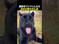 黒豹をツンツンした結果…中身が完全に『巨大な猫』だった　#shorts #おすすめ #癒し  #面白い #動物 #かわいい #ペット #猫