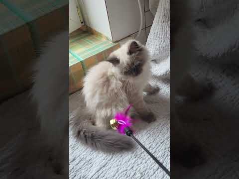 Urmass Oraland Blue Pointed Siberian Male Kitten Available Now | Purebred Kitties