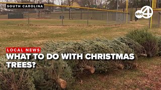 How and where to recycle your Christmas Tree around the Lowcountry