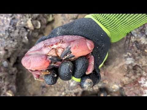 Catching stranded seafood #5 - There are especially many crabs today