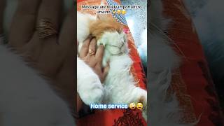 Max ka massage 🤪😂,#shorts #cat# facts #catfamily # petlovers #viral video #youtube #comedy 😂 fun