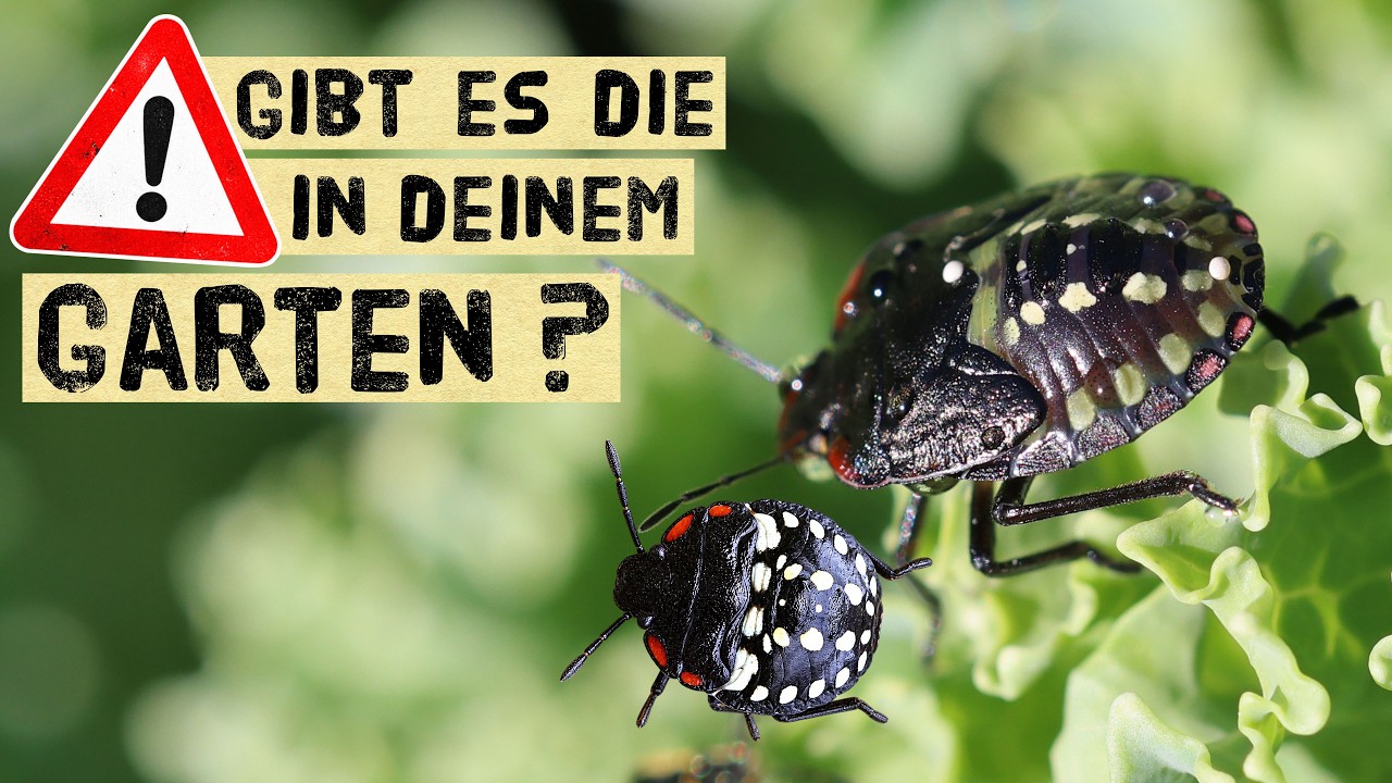 Invasive Southern Green Stink Bug in the Garden: What Damage It Causes and How to Combat It