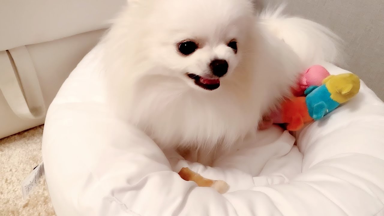 豚耳スライスを食べてるときに近づいたらブチギレ するポメラニアン Youtube 豚耳スライスを食べてるときに近づいたらブチギレ するポメラニアン Youtube