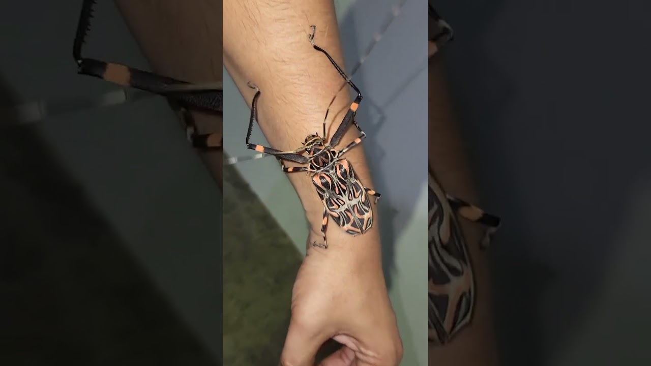 Harlequin Beetle / Acrocinus longimanus /  REGUA