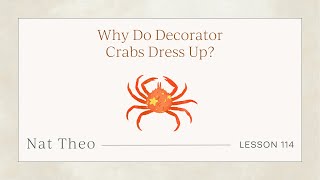 Why Do Decorator Crabs Dress Up Lesson 114