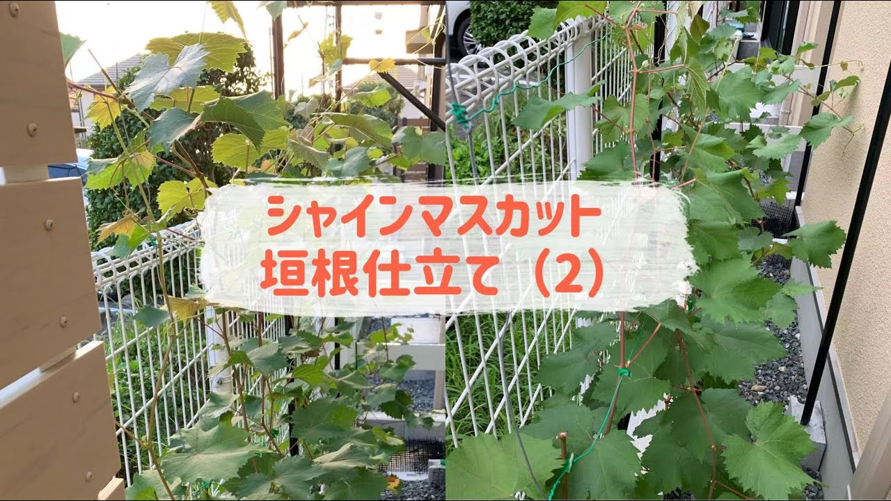 シャインマスカット施肥 | シャインマスカットの肥料は何がいいですか – PLNF