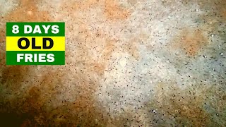 8 Days Old Fries | Catfish Farming in Anambra