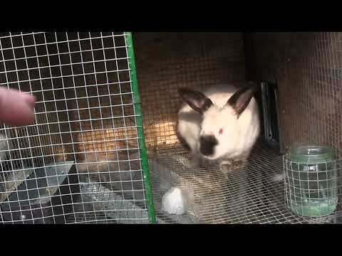 ბაჭიების დაბადების პროცესი...