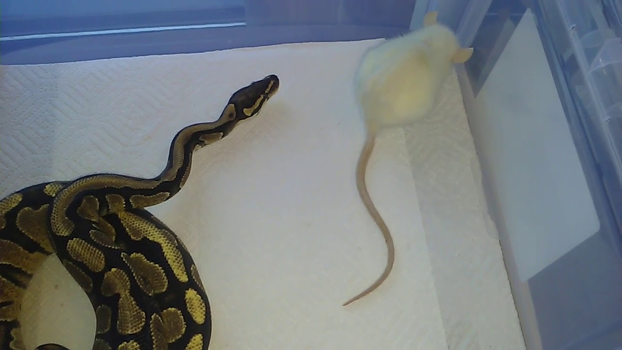 Python Vs Rat Snake Ball Python VS Small Rat (Live Feeding!)