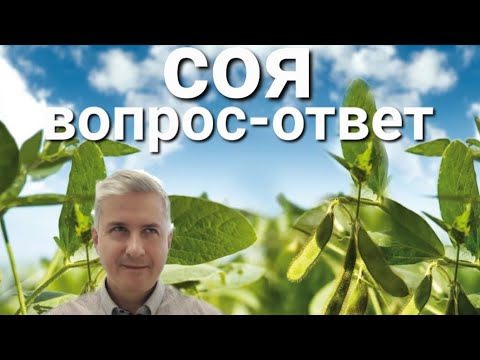 Видео: Когда соевые бобы начинают образовывать клубеньки?