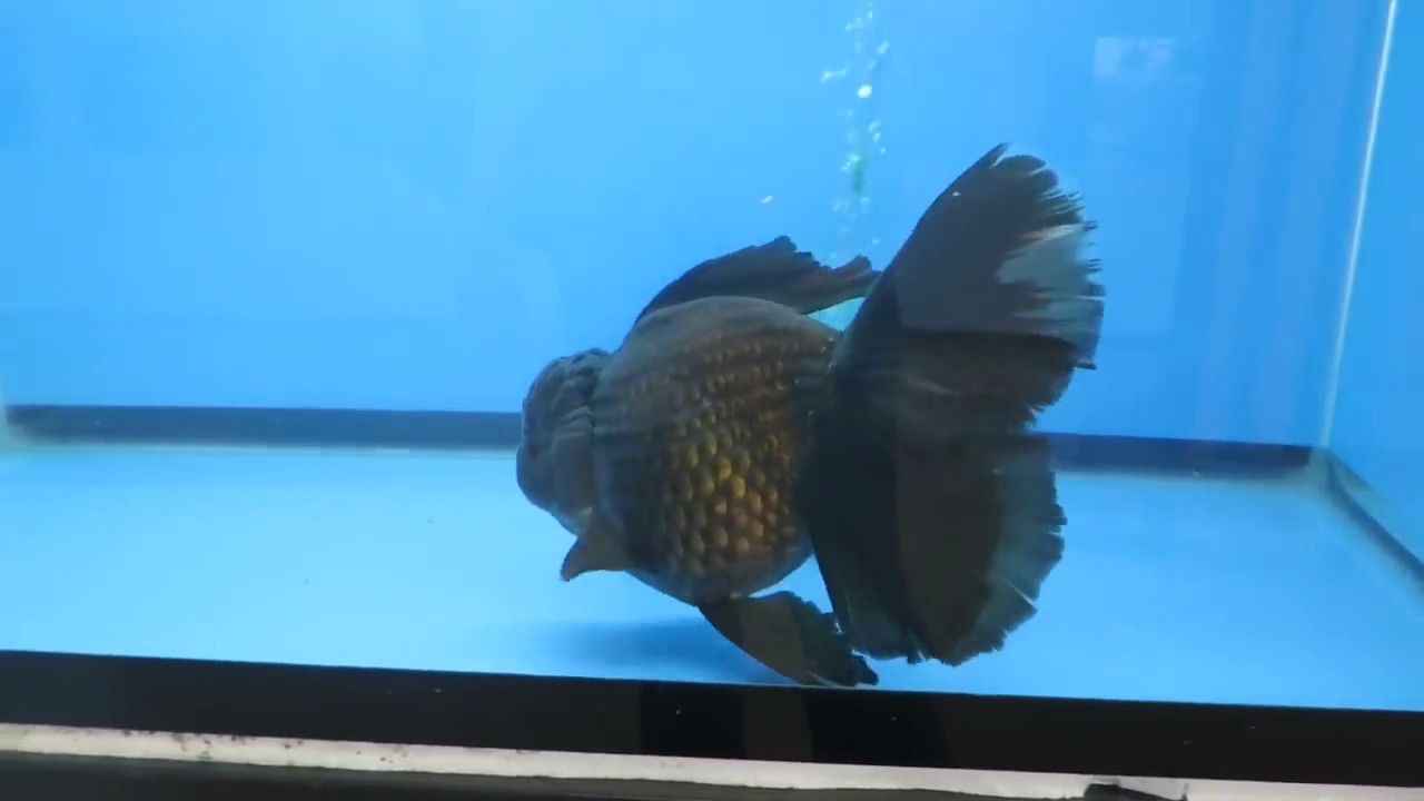 Thailand Goldfish Tour - Massive Thai Orandas