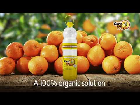 Cera Trap®: ફળની માખી નિયંત્રણ માટે અસરકારક અને ટકાઉ ઉકેલ