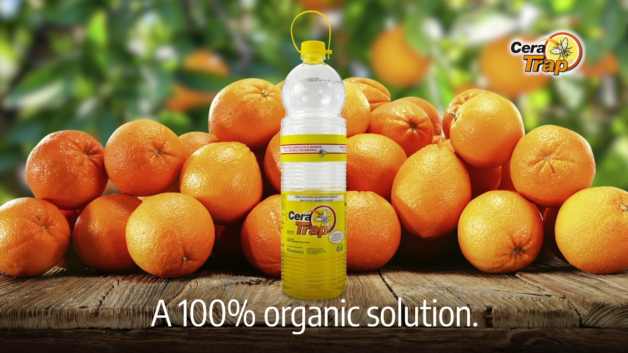Cera Trap®: an effective and sustainable solution for fruit fly control