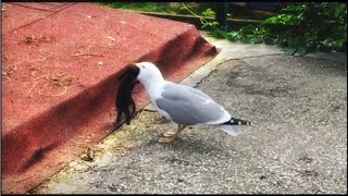 When a cat being eaten by a seagull (shocking video)