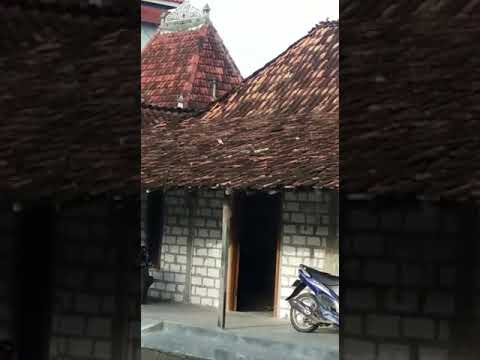 Penampakan burung gereja albino 