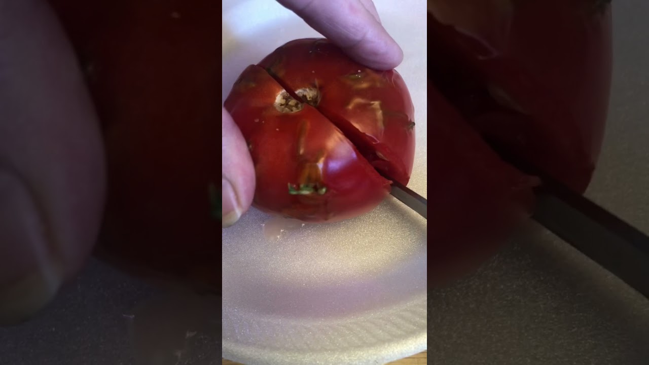 Cutting Open Sprouted Tomato! 