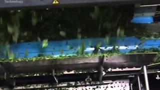 Fresh-cut Spinach Processing on Manta® 2000 Laser / Camera Sorter