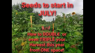 What to grow in July/ Seed starting  in July