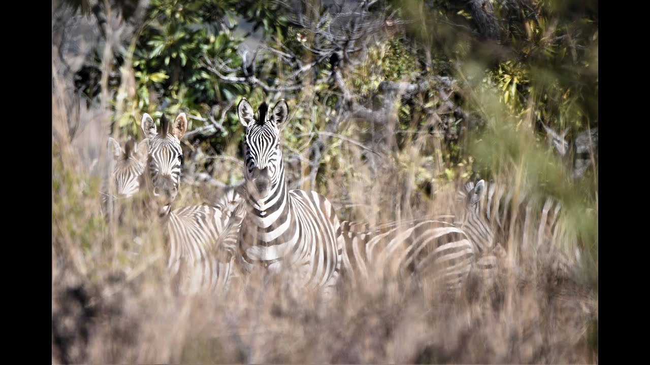 Wild animal delivery (Part 2 of 2) YouTube