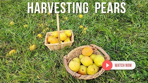 Harvest time for pears