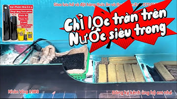 Lọc Tràn Trên và Cách Lọc Nước Siêu Trong - Hồ Cá Chép Sư Tử 200l Trước Và Sau Khi Làm Ống Lắng.