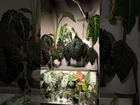 НОВАЯ ПОЛКА ДЛЯ РАСТЕНИЙ НА БАЛКОНЕ 🤩🥳🪴 #стеллаж #фотолампы #растения #plants #alocasia #алоказия