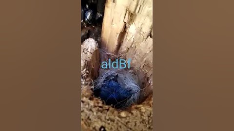panen breeding rambatan paruh merah