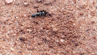 Black Digger Wasp Working On Its Nest @JustNature