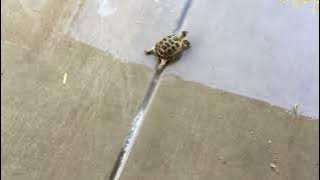A cute tertoel