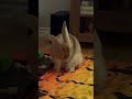 Bunny ready for bed!🫣. JJ the rabbit