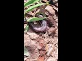Best Snake Catching Ideas 2025 Snake Singing Trending Best Snake Catching Ideas 2025 Snake Singing Trending