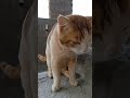 cat moment's #viral #funny