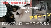 アオーン ウー Youtube