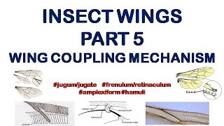 Insect Wings | Part 5 | Wing coupling mechanism #jugum/jugate #frenulum #amplexiform #hamuli