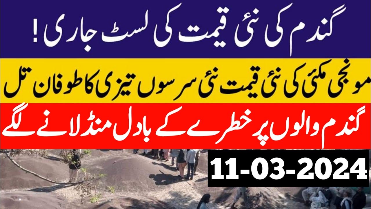 New Wheat Price in Pakistan 2024 | Wheat price 2024 |Wheat price Punjab ...