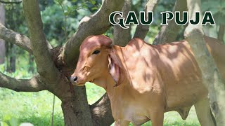 Download Lagu Pitru Paksha and Mahalaya Amavasya Spl Gau Puja | 21 Sep 2025 | Live From VDS Bangalore Ashram MP3