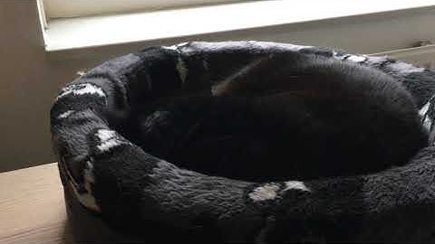 Acorn Electron plays Monkey Island 1 theme