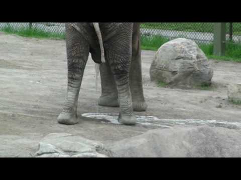 Zoo Peeing