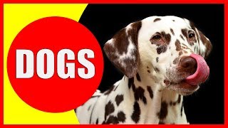 Dogs for Kids - Facts and Information about Dogs for Children - All about Dogs | Dog Videos