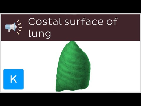 Costal surface of lung | Anatomical Terms Pronunciation by Kenhub
