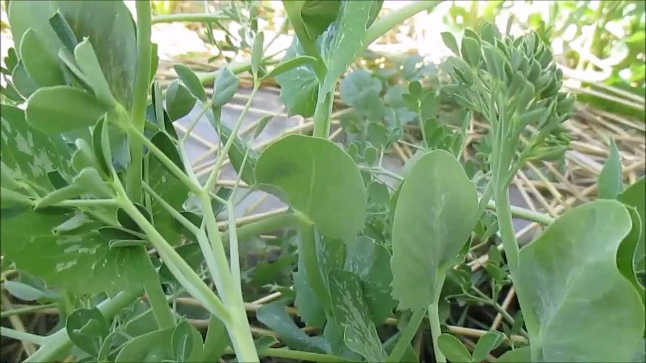 Pea Harvester My 1st Harvest of Petite Snap Pea Greens YouTube Pea Harvester My 1st Harvest of Petite Snap Pea Greens YouTube