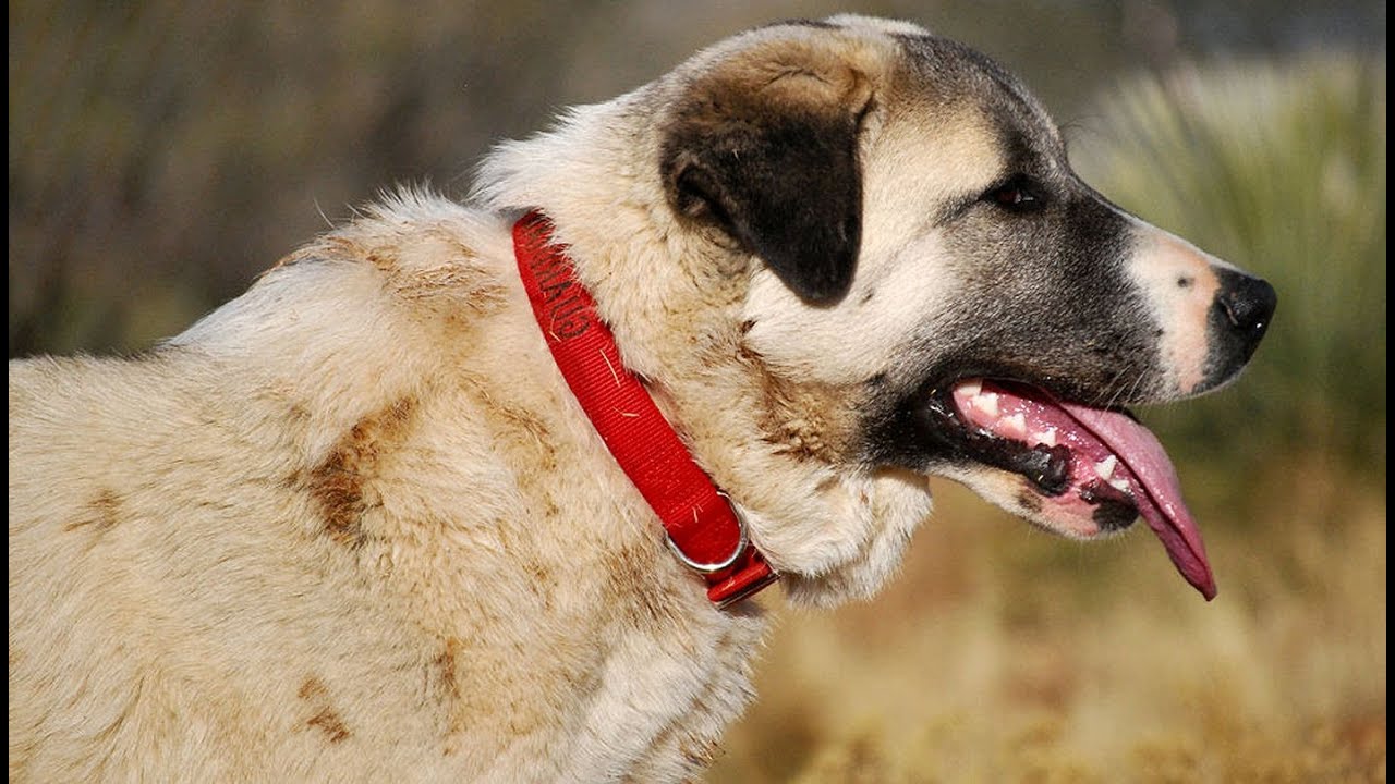 ANATOLIAN | Best Guard Dog is NOT Shepherd -- it's a MASTIFF چوبان ‎Köpeği