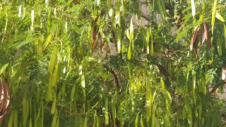 لوسينا - شجرة - السيسبان - معلومات + حصاد البذورharvest seeds Leucaena leucocephala